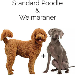 Weimardoodle Dog